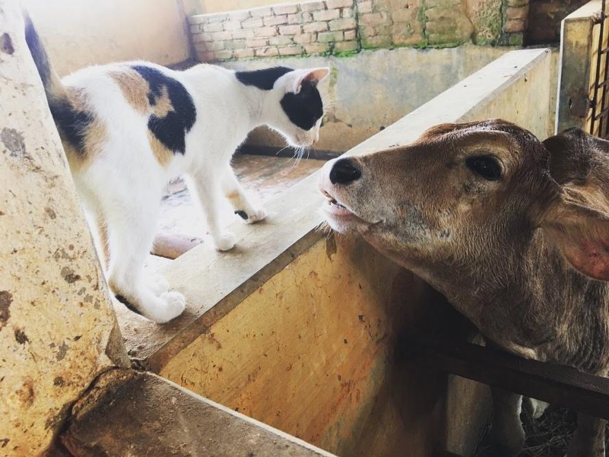 A cow and a cat touching noses on a farm in Bangladesh