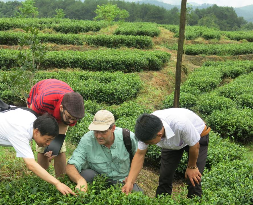 Dr. Wenyan Han, Eric Scott, Dr. Colin Orians, and Mr. Liu, Manager of Shanfu Tea Company, examining tea plants in the field