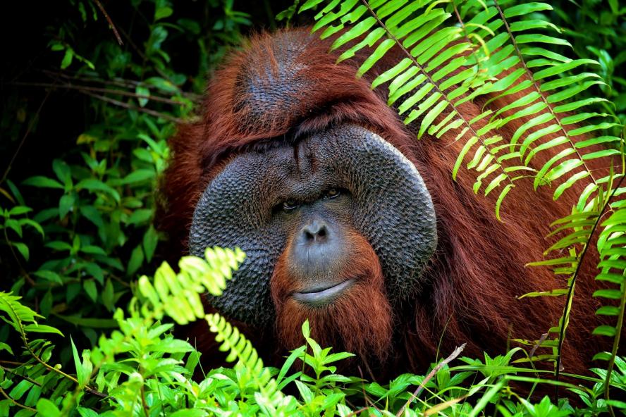 An adult male Bornean orangutan peers through the fern leaves at the protected forest land around him at the Bornean Orangutan Survival Foundation in Samboja Lestari, Indonesia