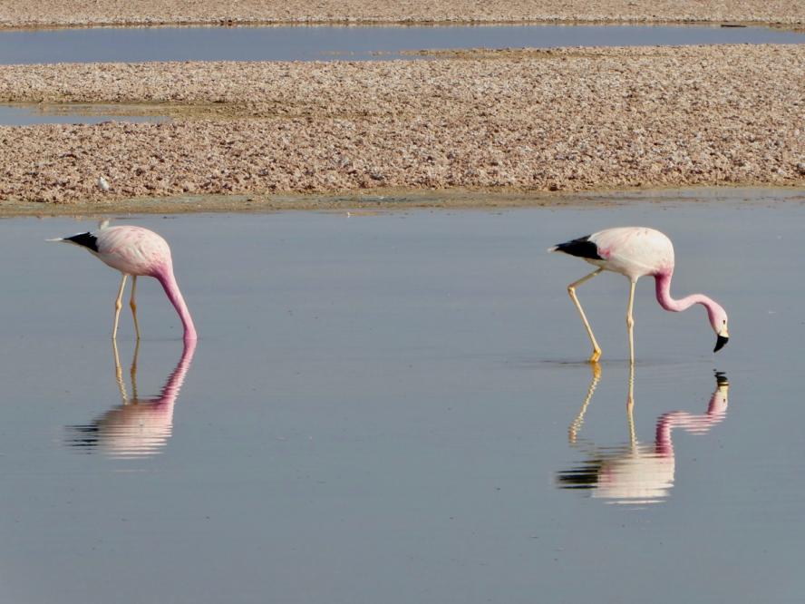 two flamingos feeding in the salt plains of the Salar de Atacama in Northern Chile