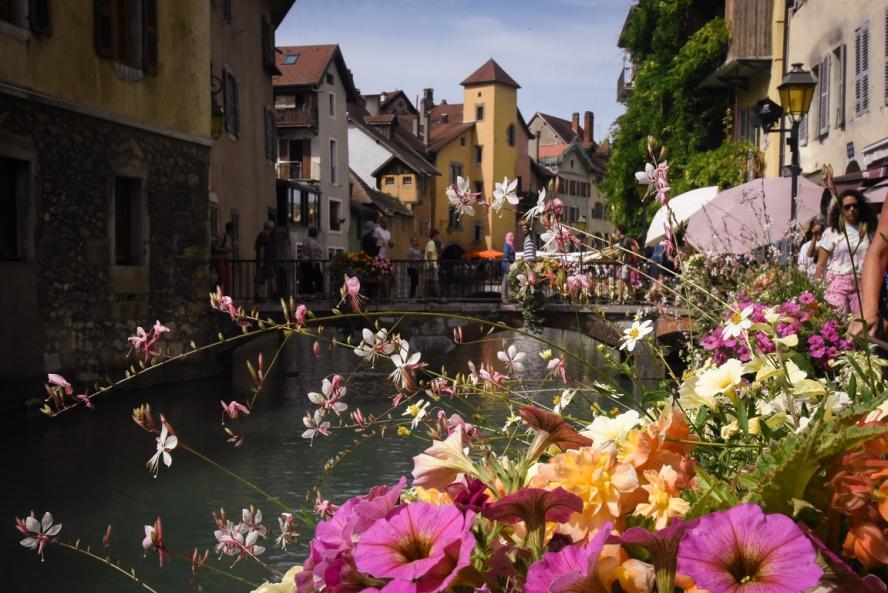 Pink flowers in front of a bridge 