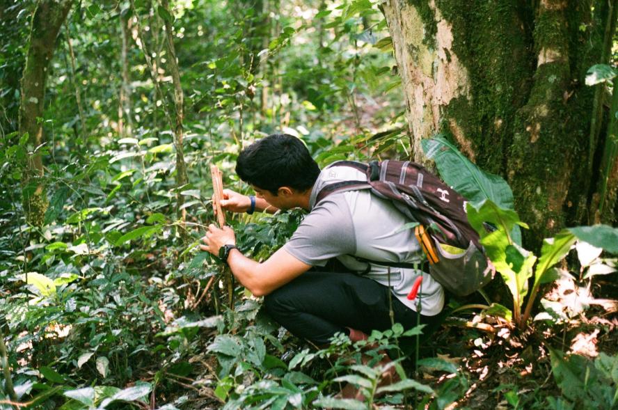 A student kneels in the jungle, studying a plant up close