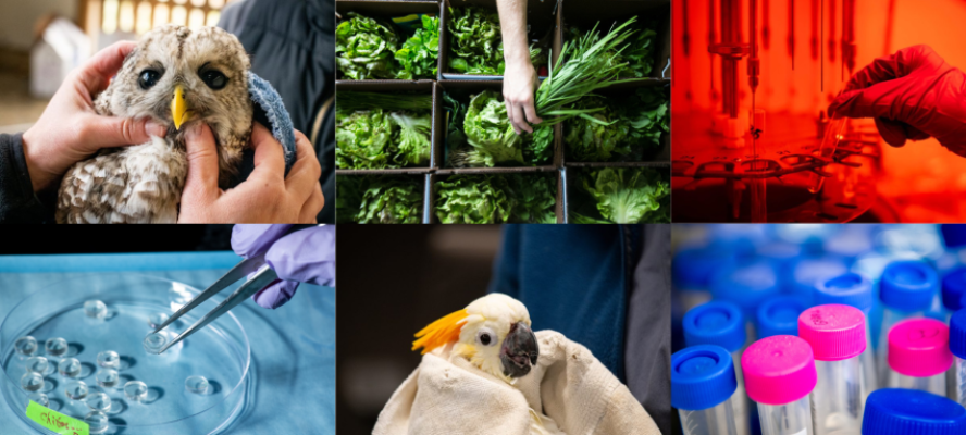 A photo collage shows small pictures of an owl, plants, a tropical bird, and lab objects like a test tube and microscope