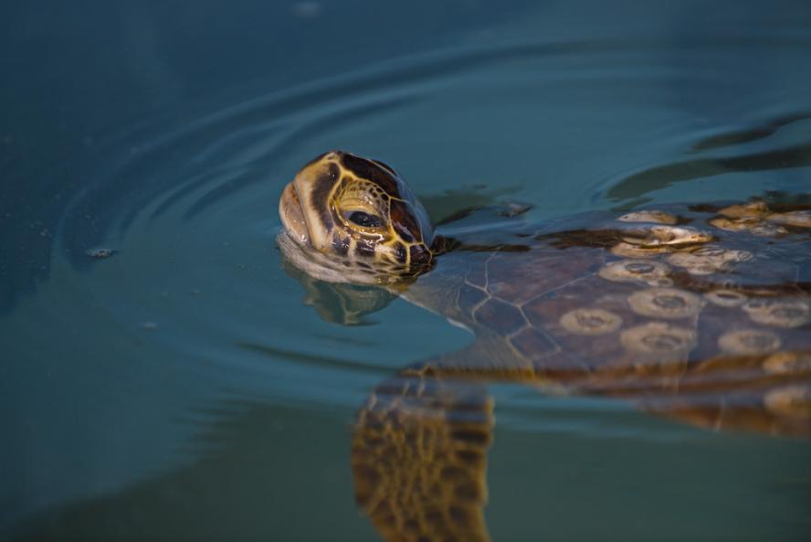 Turtle