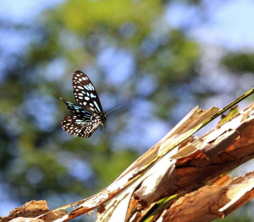 A Blue Tiger butterfly mid-flight, captured in the Palmetum botanical garden in Townsville, Australia. 