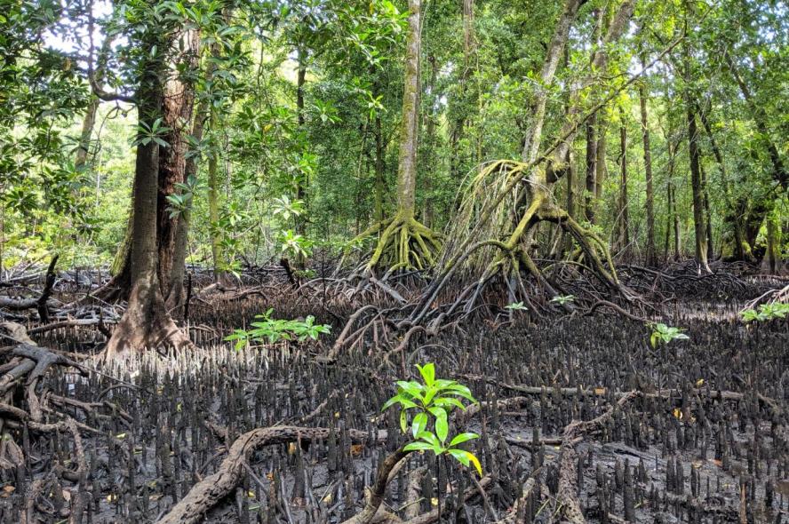 A mangrove forest with roots growing out of the sediment, on the island of Kosrae, Federated States of Micronesia. 