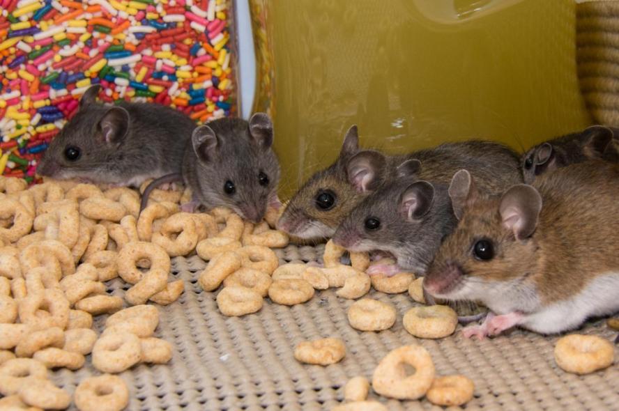 Five brown house mice eat spilled cereal and ice cream sprinkles on a pantry shelf
