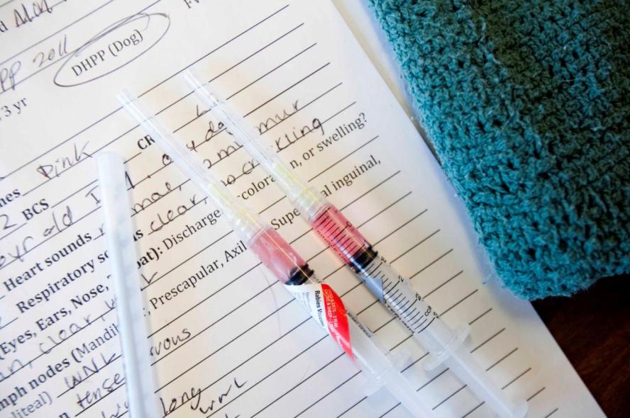 Close-up photograph shows two prepared doses of rabies vaccine lying on a sheet of related veterinary paperwork for an unidentified dog