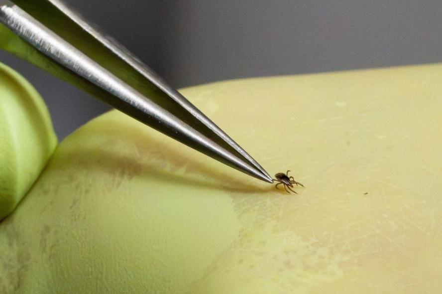 A close-up photograph of a yellow-gloved hand using tweezers to hold a nymph-stage blacklegged tick 