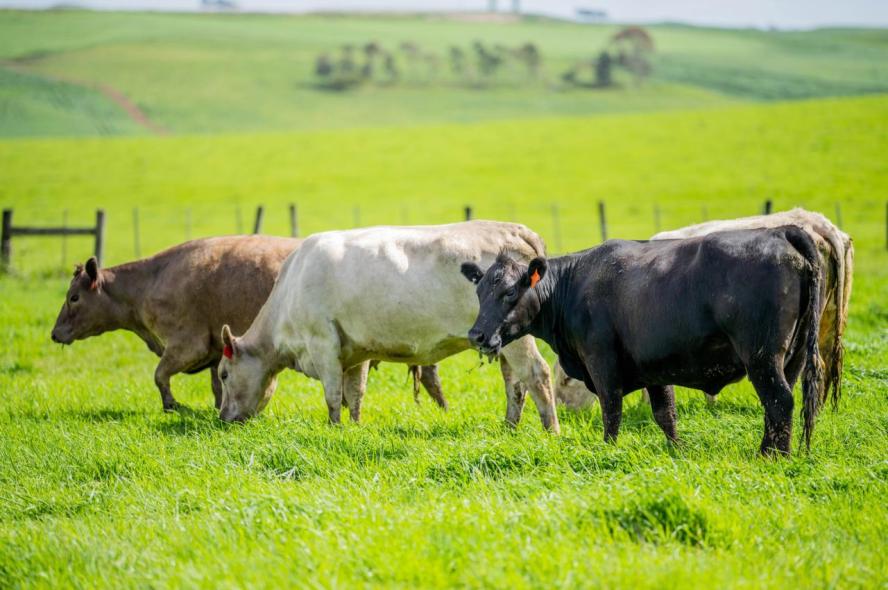 Three cows grazing on green grass