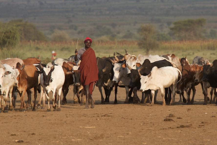 A man is walking with a herd of cattle in Uganda