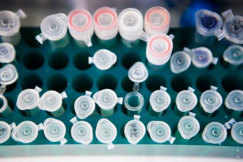 Photo of test tubes in lab.