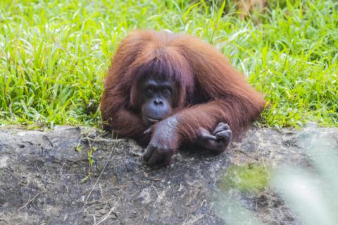 An orangutan in the wild