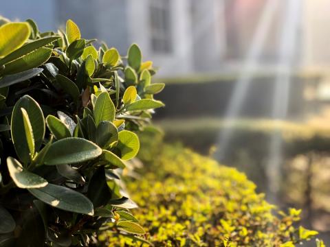 Green plants with the sun shining brightly in the background in Chandigarh, India, known as "The City Beautiful"