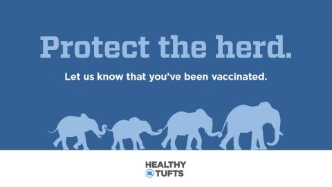 Poster with four elephants walking in a line, holding each other's tail with the phrase "Protect the Herd"