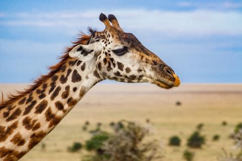 A giraffe’s long neck and head against a blue sky. Researchers are studying a skin disease spreading in wild giraffes.