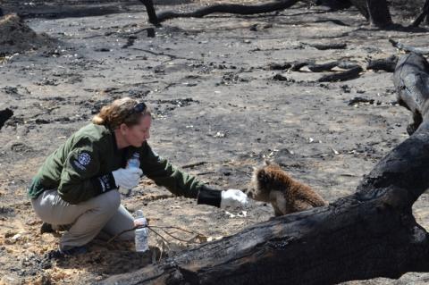 A woman gives water to a koala in a burned out landscape. Cummings School of Veterinary Medicine alumni on the ground in Australia are helping animals affected by the wildfires.