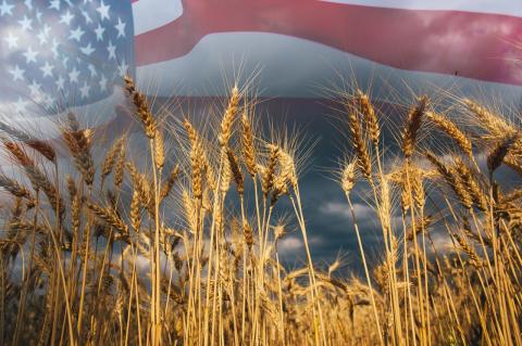 wheat field with image of american flag in the sky