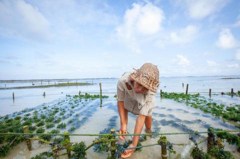 a woman with a hat harvests seaweed in the ocean shallows