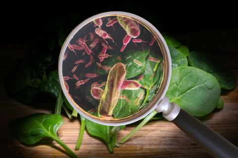 spinach leaves on wood surface with magnifying glass hovering over them showing bacteria