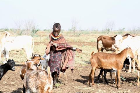 A child tends to a group of animals in the bright sunlight