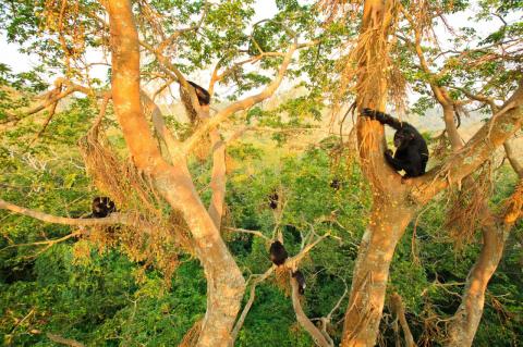Chimpanzees in the high tree canopy in a forest. A study of wild chimpanzee hunting vocalizations suggests they use them to coordinate their hunts, like humans use communication as part of a cooperative efforts