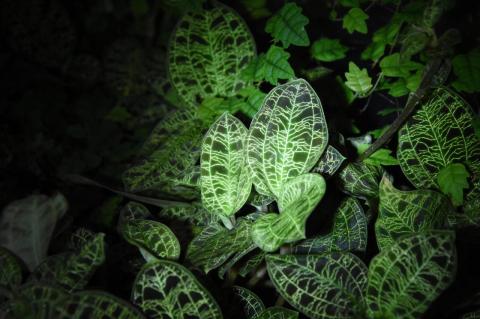 Spotlight on green leaves of an orchid plant, with ivy in the background. Tufts researchers find a jewel orchid that captures light very efficiently and creates its own optical network, and make a copy using silk biomaterials, hoping to apply technology to solar panels