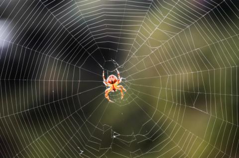 A large orb-shaped spider web, with an orange spider at the center. 
