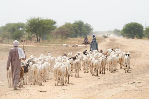 Does Climate Change Lead to Conflict? Herders on dusty dirt road with large number of thin goats with scattered trees in the background. Tufts researcher shows direct connection between low rainfall and the outbreak of civil wars between pastoralists and farmers in Africa
