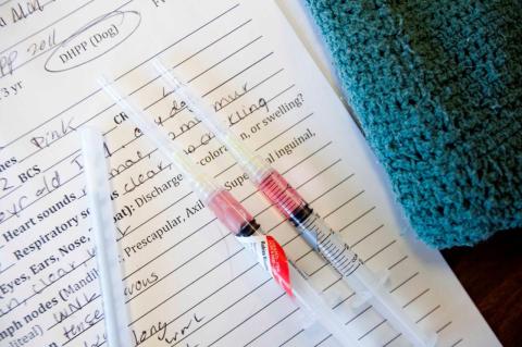 Close-up photograph shows two prepared doses of rabies vaccine lying on a sheet of related veterinary paperwork for an unidentified dog