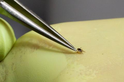 A close-up photograph of a yellow-gloved hand using tweezers to hold a nymph-stage blacklegged tick 
