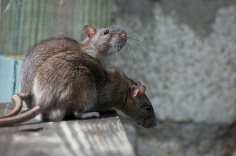 Urban Rats Spread Deadly Bacteria as They Migrate, Study Finds Two brown rats sniffing around the ground