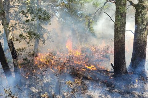 A brush fire on Cape Cod.