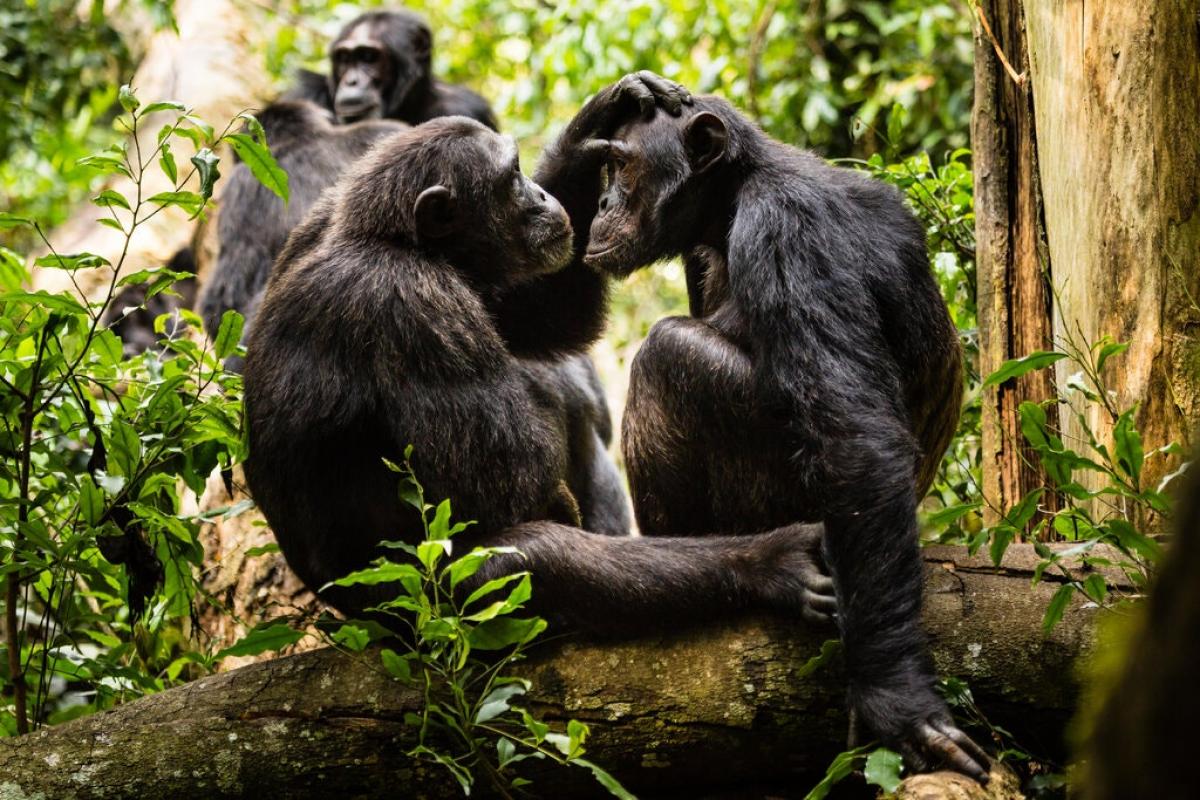 Two chimpanzees sit together in a tree in the jungle