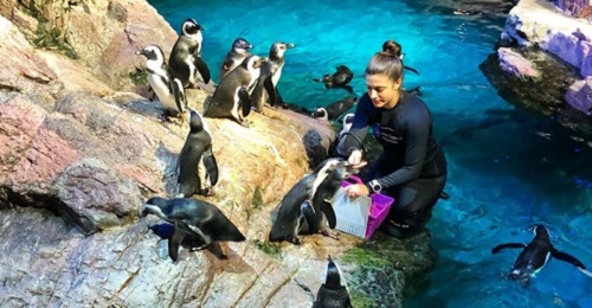 Miren Schleicher working with penguins in a previous position at the New England Aquarium.