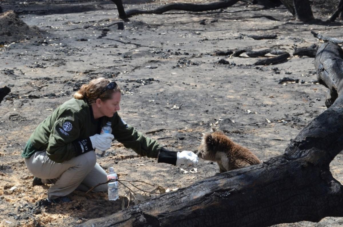An S.O.S. for Australian Wildlife A woman gives water to a koala in a burned out landscape. Cummings School of Veterinary Medicine alumni on the ground in Australia are helping animals affected by the wildfires.